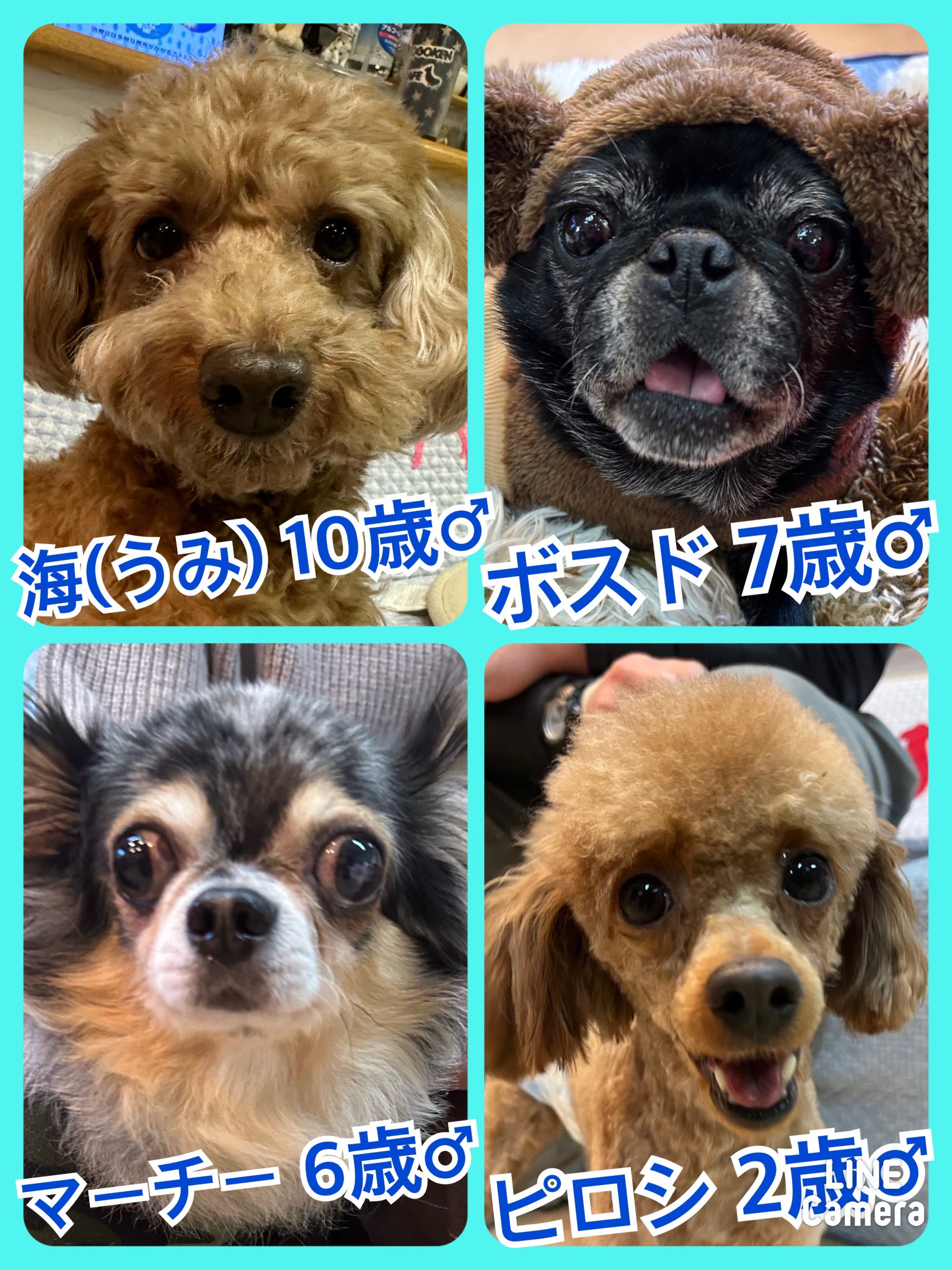 🐾今日の里親様募集中ワンコ🐶メンバーです🐾2023,12,20【保護犬カフェ天神橋店】